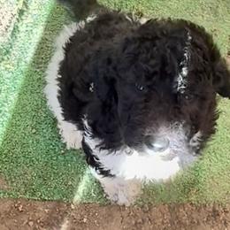 Honey - Parti female Poodle puppy in Meadowbrook, California from Standard Poodle Pups