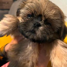 Bubbles - Gold female Shih Tzu puppy in Azusa, California from RJ Shih Tzu lover
