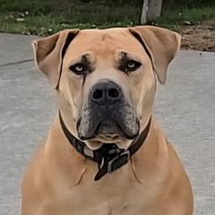 Tikka - Boerboel