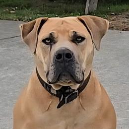 Tikka - Boerboel