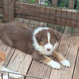 Tala has tail - Red tri-color female Australian Shepherd puppy in Chaplin, Connecticut from Mystic Moon