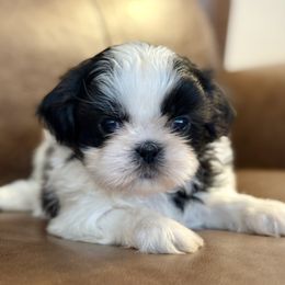 Miss purple - Black and white female Shih Tzu puppy in Waco, Texas from Shih Tzus To Love