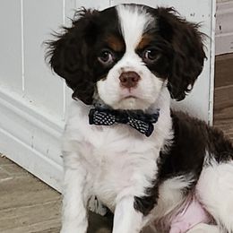 Cavalier King Charles Spaniel, Cavapoo, and Poodle Puppies from Far West Texas Oodles of Cavi's & Cavoodles