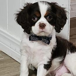 Cavalier King Charles Spaniel, Cavapoo, and Poodle Puppies from Far West Texas Oodles of Cavi's & Cavoodles