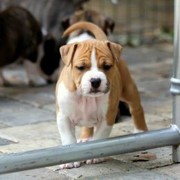 American Foxhound and American Staffordshire Terrier Puppies from Whitlow Kennel