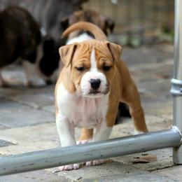 American Foxhound and American Staffordshire Terrier Puppies from Whitlow Kennel