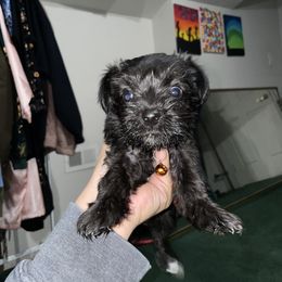 Miniature Schnauzer Puppies from Mini Schnauzers for Life