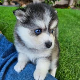 Nina - Black and white female Pomsky puppy in Southern California, California from SoCal Pomskies LLC