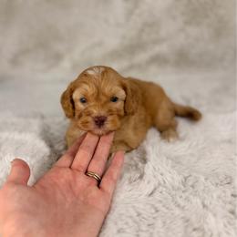 Dunkin - Red male Bernedoodle puppy in Sweetwater, Florida from Sandy Snout Doodles