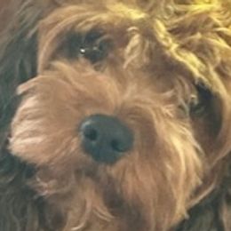 Kara - Cavapoo
