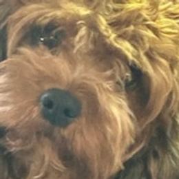 Kara - Cavapoo