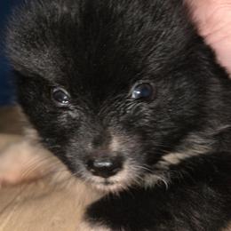 Black with white feet - Black female Pomeranian puppy in Hazleton, Indiana from Hyneman's Haven Poms
