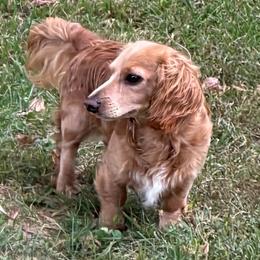 Benny - Dachshund