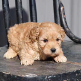 Kirby - Cream male Whoodle puppy in West Bend, Iowa from Blue Skies Terriers