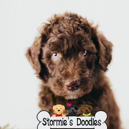 Goldendoodle and Shihpoo Puppies from Stormie's Doodles