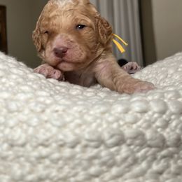 Goldendoodle Puppies from S_and_b_doodles
