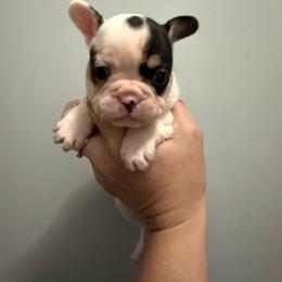 Panda bear - Tricolors female French Bulldog puppy in Ludowici, Georgia from Royal Destiny Kennels