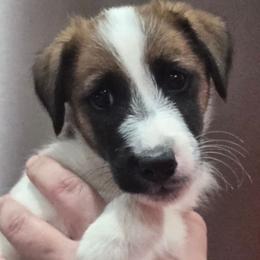 Fergus - Tri Color Male - White tan and black male Smooth Fox Terrier puppy in Lake City, Florida from Providence Kennels