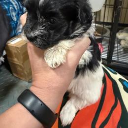 Jinx - Black female Morkie puppy in Winston Salem, North Carolina from Bandy Morkies