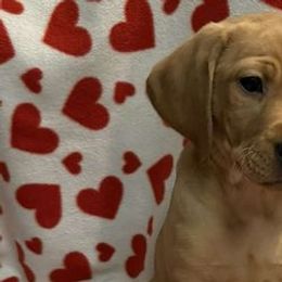 Labrador Retrievers from Hollingsworth Fox Reds