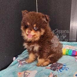 Pepper's Blame It On The Boogie - Boogie - Chocolate and tan male Pomeranian puppy in Plant City, Florida from Pepper's Pomeranians