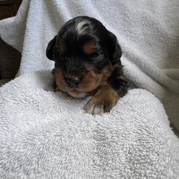 GJ - Black tri male Miniature Australian Shepherd puppy in Gunnison, Colorado from McMillan Aussies