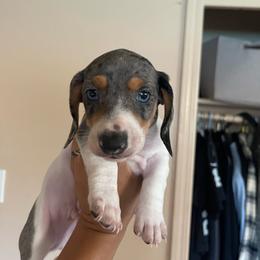Spot - Dapple male Dachshund puppy in Yuba City, California from The Navarro Furbabies