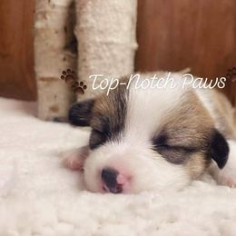 Pembroke Welsh Corgi Puppies from Top-Notch Paws