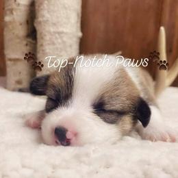 Pembroke Welsh Corgi Puppies from Top-Notch Paws