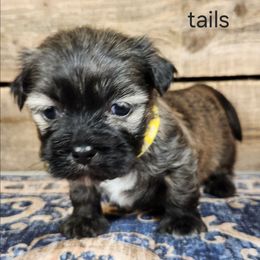 Tails - Brindle male Lhasa Apso puppy in Jefferson, New York from Absolute Lhasa Love