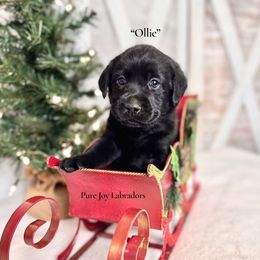 Ollie (Grey Collar) - Black male Labrador Retriever puppy in Cinebar, Washington from Pure Joy Labradors
