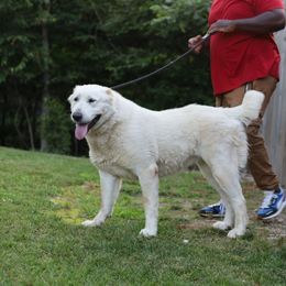 MIKA - Central Asian Shepherd Dog