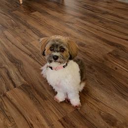 Piper - Havanese