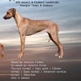 Stevie - Rhodesian Ridgeback