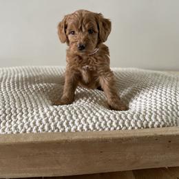 Bernedoodle, Goldendoodle, and Poodle Puppies from Central Valley Canine Companions