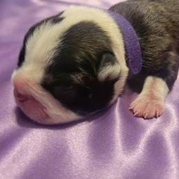 Boston Terrier Puppies from Baldwins Boston Terriers