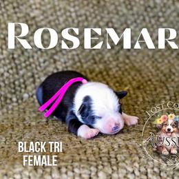 Rosemary - Black tri female Miniature American Shepherd puppy in Ferndale, California from Lost Coast Aussies
