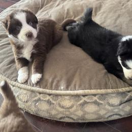 Australian Shepherd and Miniature Australian Shepherd Puppies from Fairfax Aussies