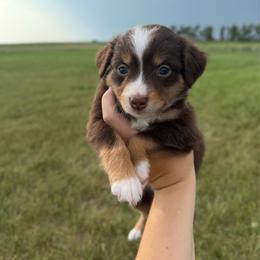 Goldie - Red tri female Miniature Australian Shepherd puppy in Ellendale, North Dakota from Ark Acres Kennels