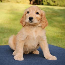 Nova - Apricot male Australian Labradoodle puppy in Stanwood, Washington from Victoria Creek Australian Labradoodles