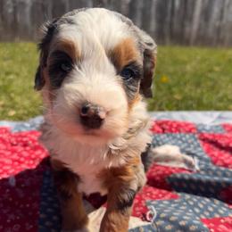 Millie - Blue merle female Bernedoodle puppy in Camden, Michigan from FurEver Friends Finder