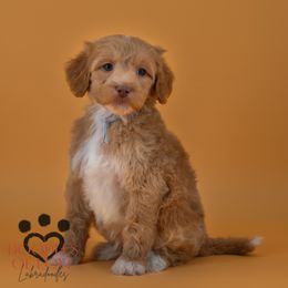 Mister Grey - Red male Labradoodle puppy in Travelers Rest, South Carolina from Doodles of Love Labradoodles