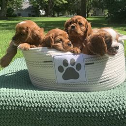 Cavalier King Charles Spaniel Puppies from Brentmoor Cavaliers
