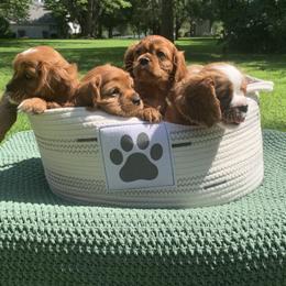 Cavalier King Charles Spaniel Puppies from Brentmoor Cavaliers