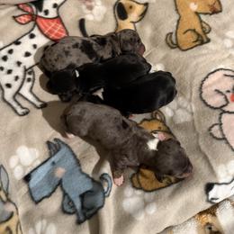 Dachshund puppies from Hernandez Mini Deli Cutz