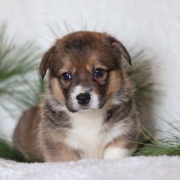 Bella - Sable female Pembroke Welsh Corgi puppy in Morgantown, Pennsylvania from Goldstar Puppies (License Number 18519)