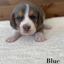 Blue female - Blue tan and white female Beagle puppy in Shelley, Idaho from Idaho Beagles