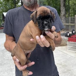 Dolly - Fawn female Boxer puppy in Taft, Tennessee from Hillbillie Boxers