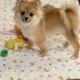 Pomeranian Puppies from Tuft of Poms