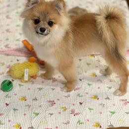 Pomeranian Puppies from Tuft of Poms